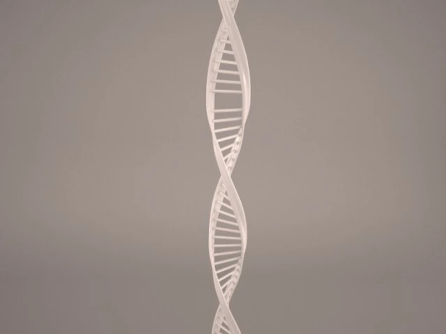 dna model 3D Model .c4d .max .obj .3ds .fbx .stl .blend 