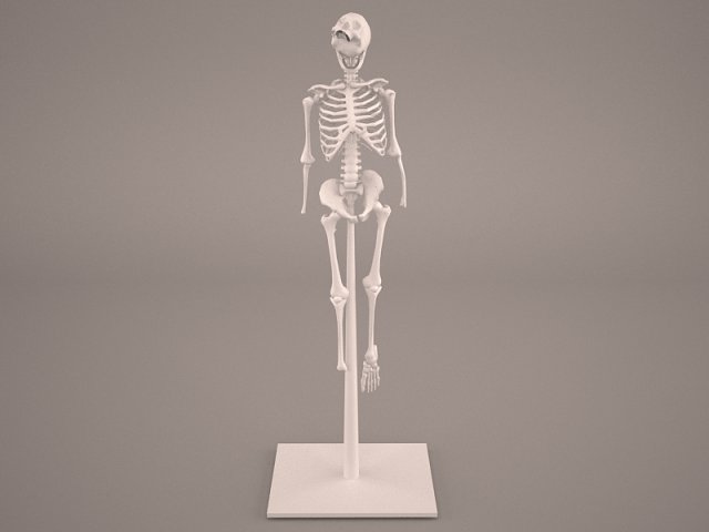 skeleton Model 3D .c4d .max .obj .3ds .fbx .stl .blend 