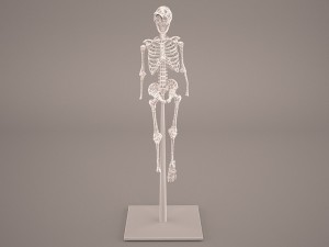 skeleton Model 3D