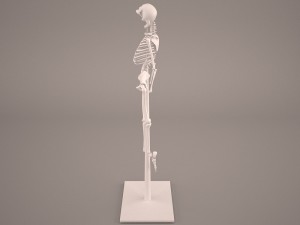 skeleton Model 3D