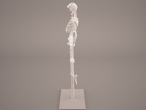 skeleton Model 3D