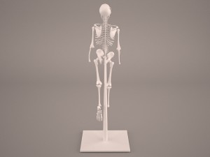 skeleton Model 3D