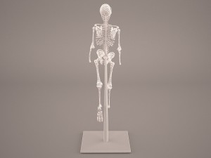 skeleton Model 3D