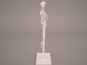 skeleton Model 3D