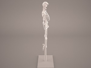 skeleton Model 3D