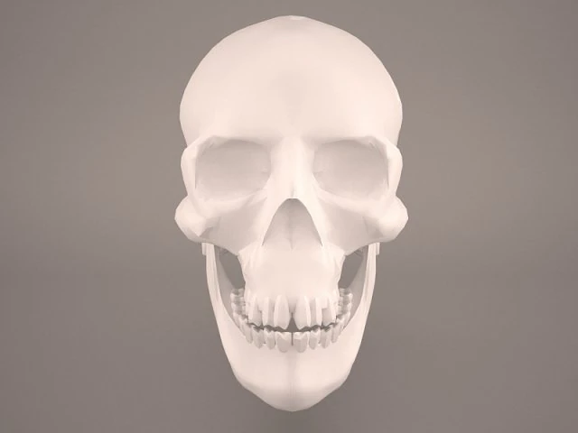 skull 3D Model .c4d .max .obj .3ds .fbx .stl .blend 