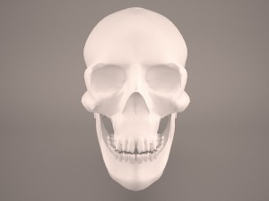 skull 3D Model
