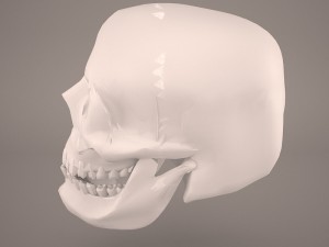 skull 3D-Modell