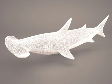 Great Hammerhead Shark 3D Model
