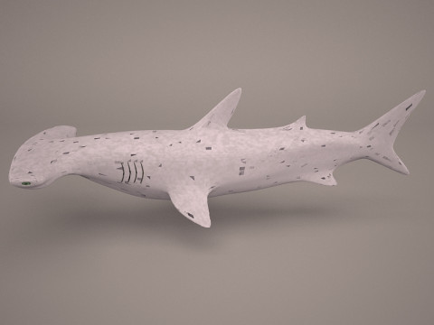 Grande squalo martello Modello 3D