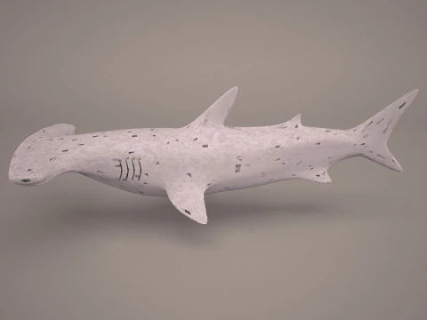 Great Hammerhead Shark 3D Model