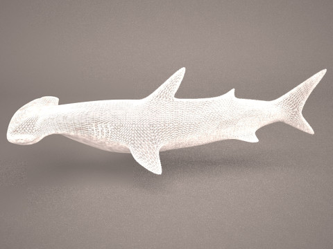 Grande squalo martello Modello 3D