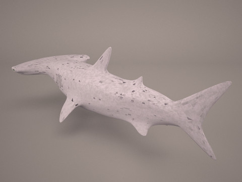 Grande squalo martello Modello 3D