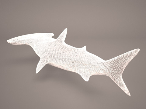 Grande squalo martello Modello 3D