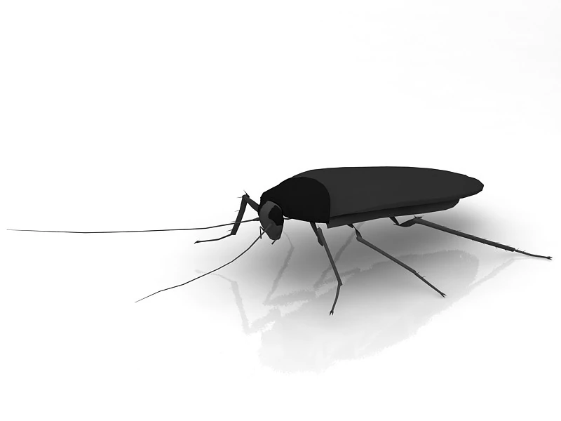 Cockroach 3D Model .c4d .max .obj .3ds .fbx .stl .blend 