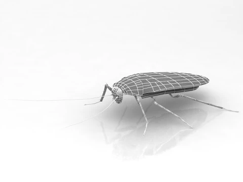 Cockroach 3D Model