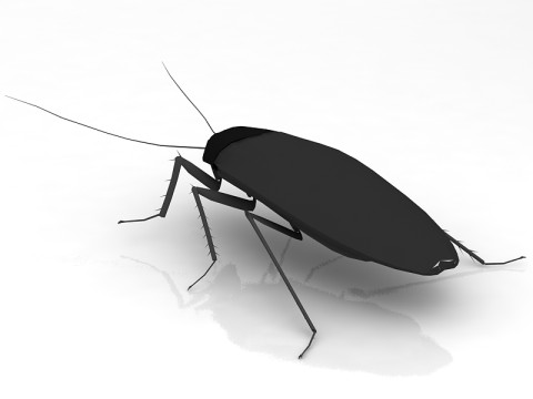 蟑螂 3D 模型