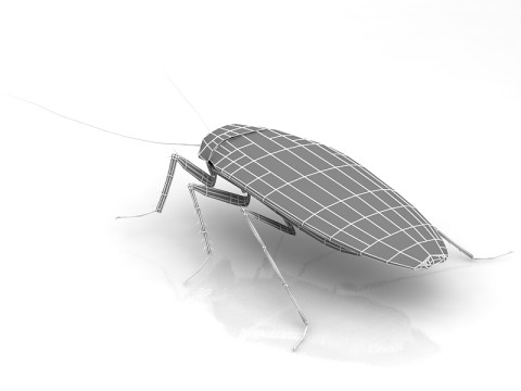 蟑螂 3D 模型