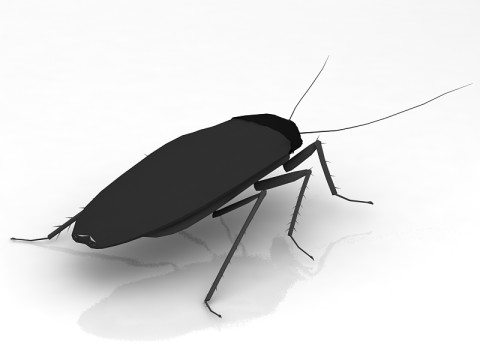 蟑螂 3D 模型