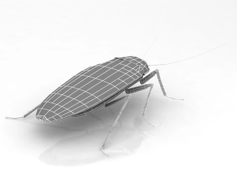 Cockroach 3D Model