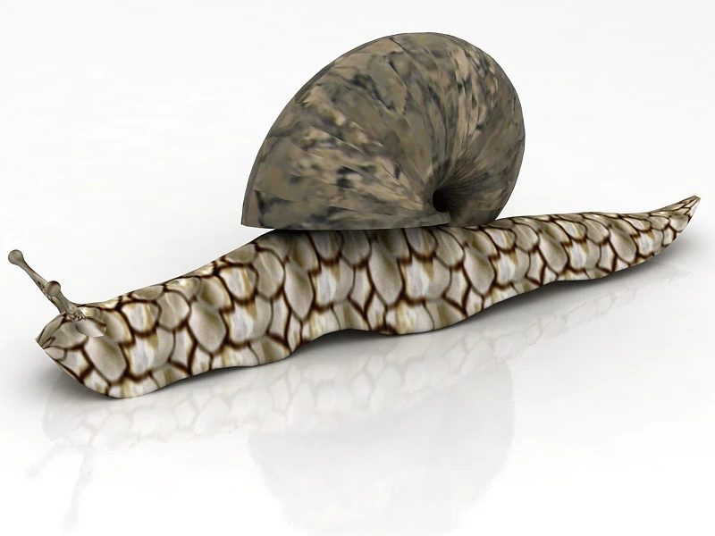 Snail 3D Model .c4d .max .obj .3ds .fbx .stl .blend