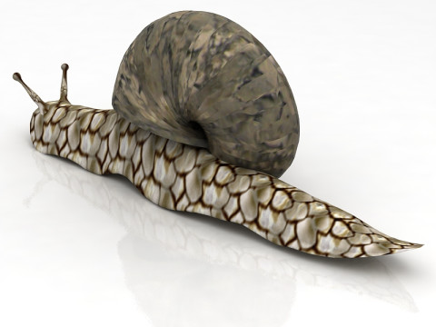 Snail 3D Model