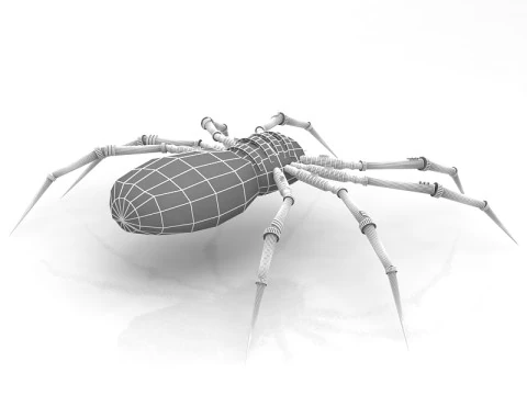Spider 3D Model