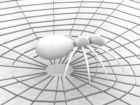 Spider 3D Model