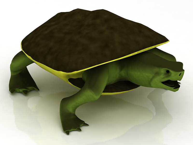 Tortuga boba Modelo 3D .c4d .max .obj .3ds .fbx .stl .blend 