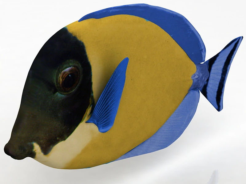 Ambly Fish 3D Model .c4d .max .obj .3ds .fbx .stl .blend 
