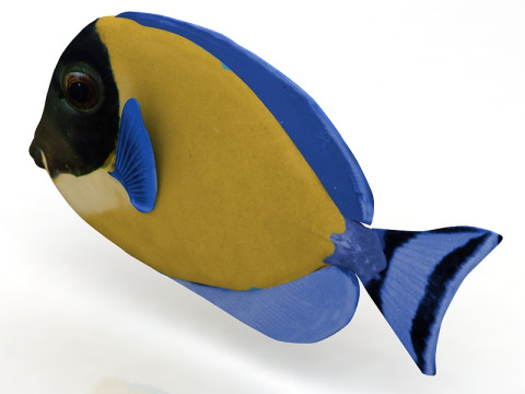 Pez Ambly Modelo 3D