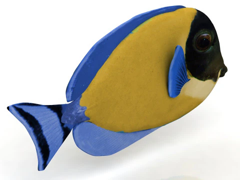 Ambly Fish 3D Model
