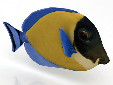 Pez Ambly Modelo 3D