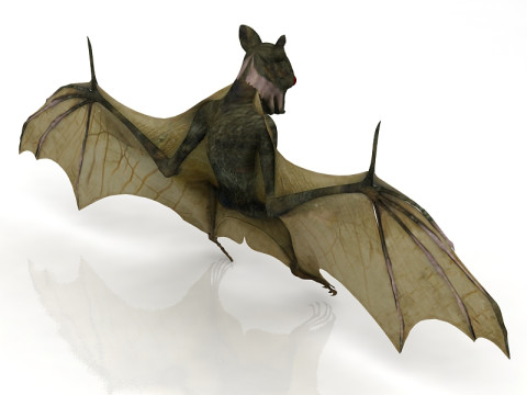 Latający nietoperz Model 3D