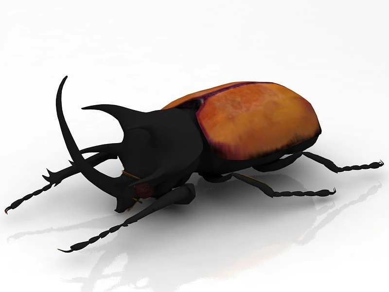 Rhinoceros Beetle 3D Model .c4d .max .obj .3ds .fbx .stl .blend 