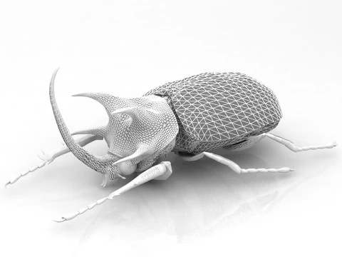 Rhinoceros Beetle 3D Model
