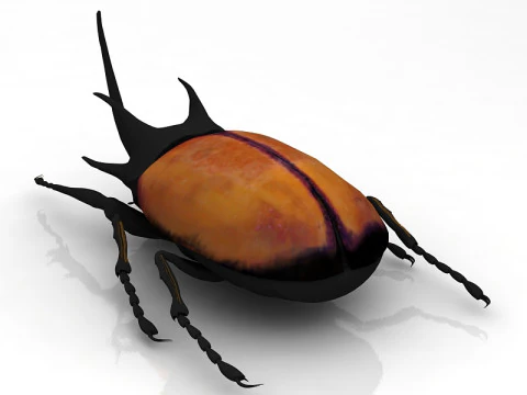 Rhinoceros Beetle 3D Model