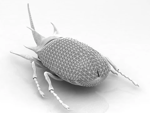 Rhinoceros Beetle 3D Model