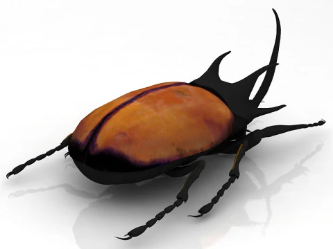 Rhinoceros Beetle 3D Model