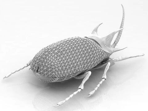 Rhinoceros Beetle 3D Model