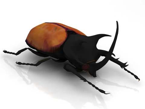 Rhinoceros Beetle 3D Model