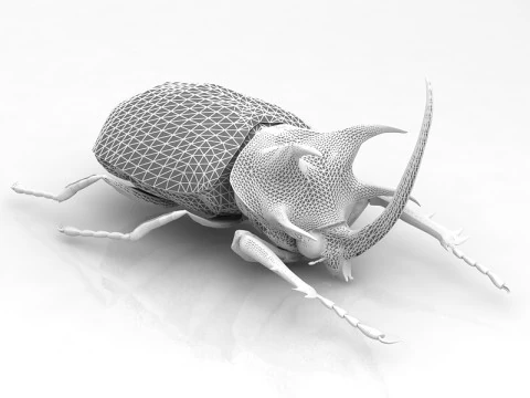 Rhinoceros Beetle 3D Model