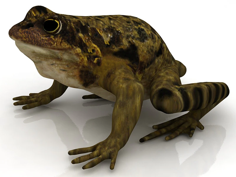 Frog 3D Model .c4d .max .obj .3ds .fbx .stl .blend 