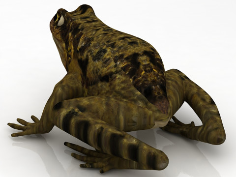 Frosch 3D Modell