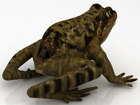 Frog 3D Model