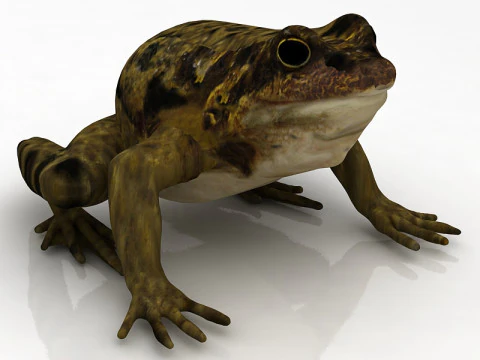 Frog 3D Model