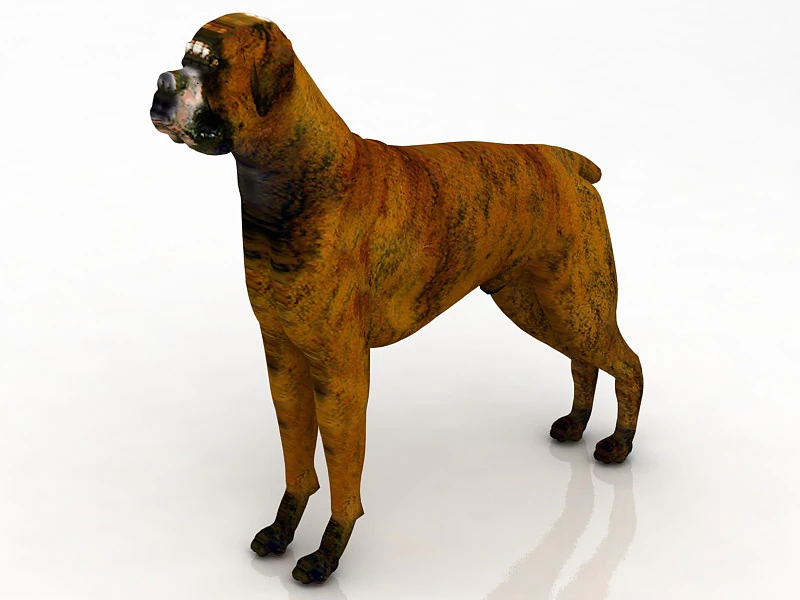 Boxer Dog 3D Model .c4d .max .obj .3ds .fbx .stl .blend
