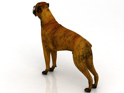 Boks&ouml;r K&ouml;pek 3D Model