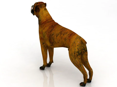 Boxer Dog 3D Model
