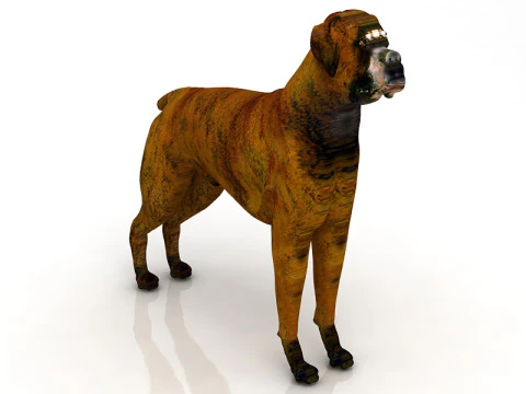 Boxer Dog 3D Model